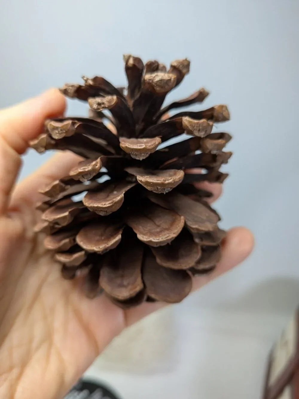 Rustic Holiday Decor Bundle: Wood Crackle Basket,12 Natural Pinecones & Metallic
